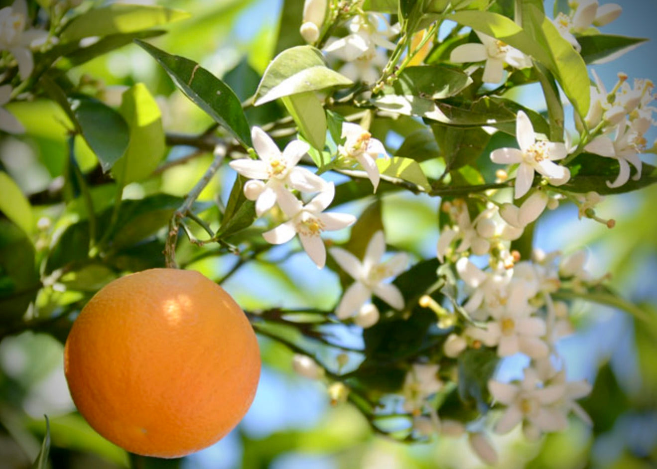 Bougie Fleur d'oranger